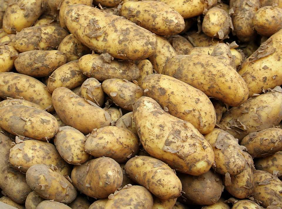 Липецкая агрофирма «Трио» заполнила продукцией картофелехранилище возведенное за 1,7 млрд рублей