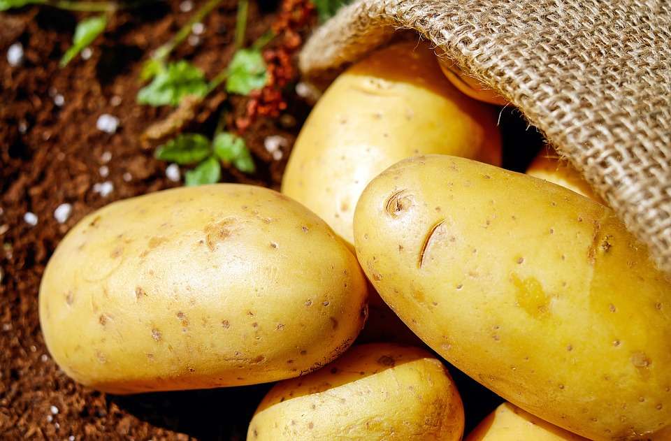 В Липецкой области разорилась «столетняя» картофельная компания
