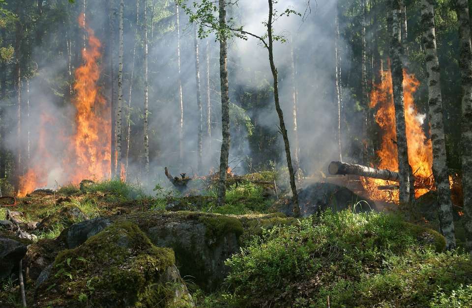 Партия «Новые люди» предложила защитить леса Липецкой области от пожаров
