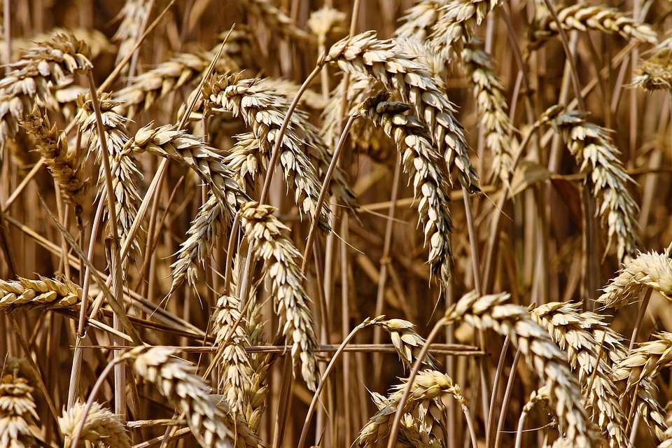 Компания «Рустарк» потратит на свой завод по производству биопластика из пшеницы в ОЭЗ «Липецк» 63 млрд рублей