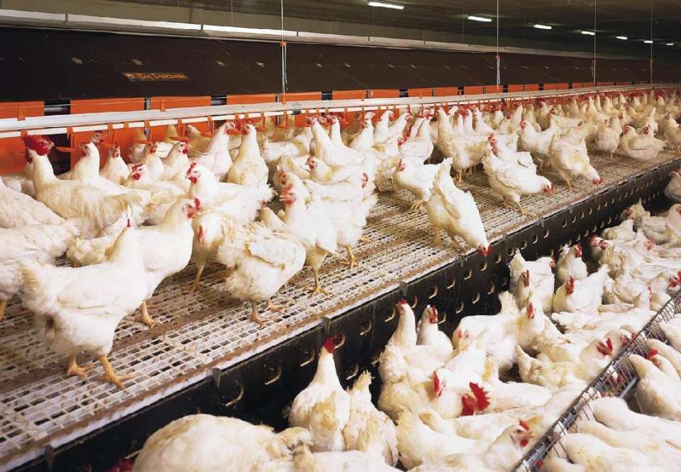 В Данковском районе завершается строительство птицефабрики «Куриное царство»