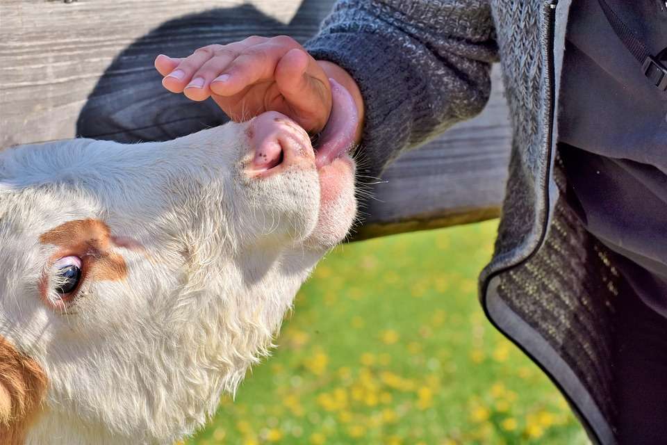 В Липецкой области поголовье крупного рогатого скота продолжает падать