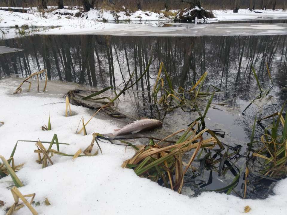 Росприроднадзор доказал причастность липецких «Овощей Черноземья» к загрязнению реки Усмань