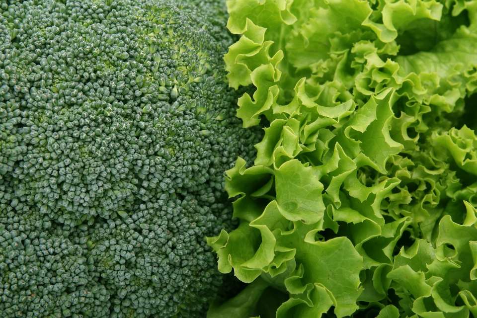Тепличный комбинат «Елецкие овощи» инвестировал в производство салатов 1,3 млрд рублей