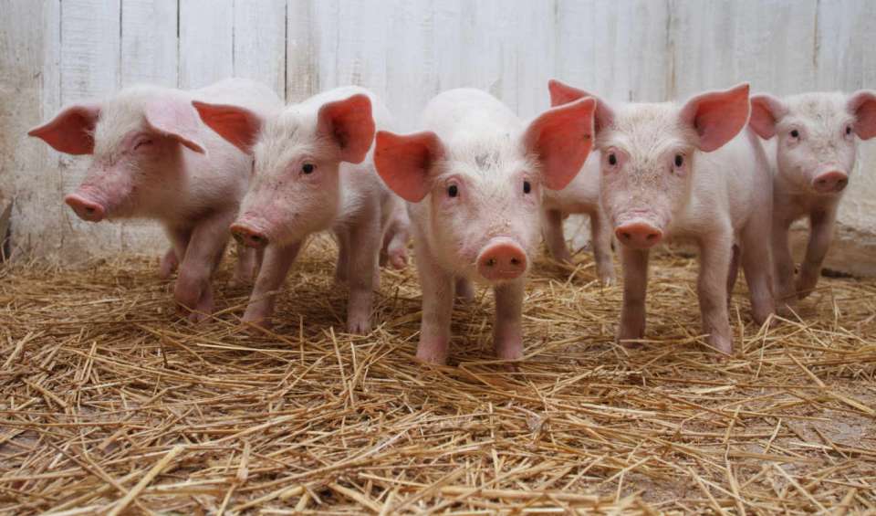 Компания «Отрада Ген» введет в эксплуатацию четвертую свиноферму в Липецкой области в 2017 году