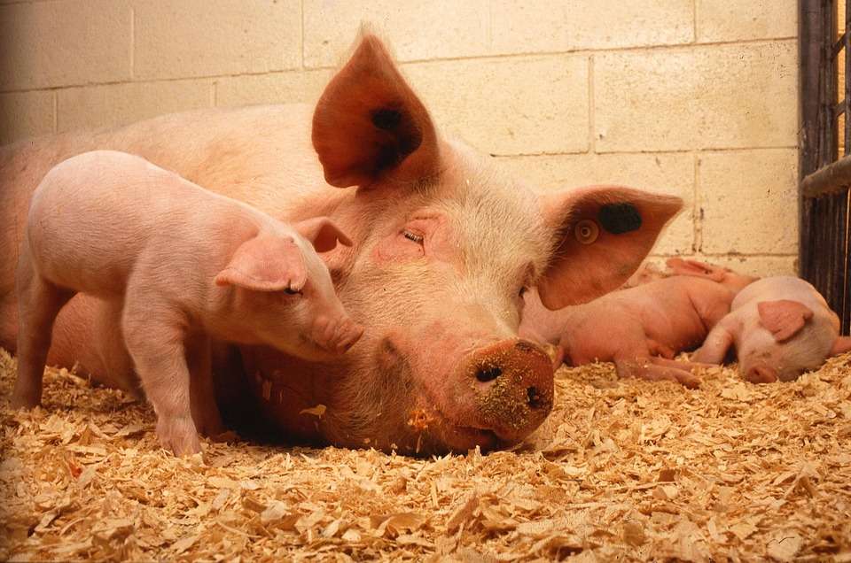 Группа «Черкизово» увеличила выпуск свинины в Липецкой области на 22 процента