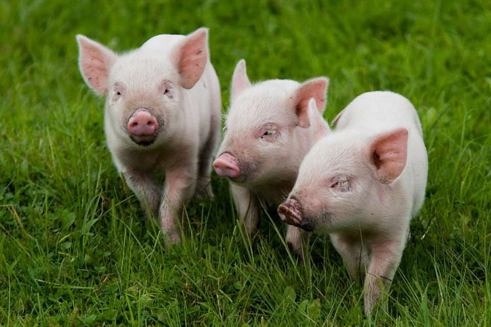 На липецкие свинофермы в декабре поступали свиньи из комплексов, где обнаружена АЧС