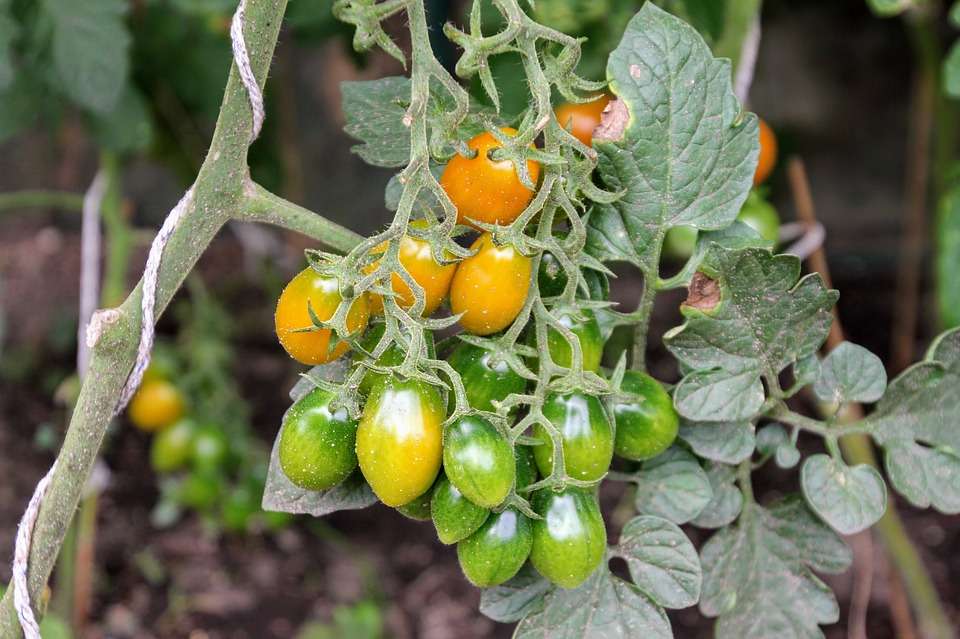 Липецкие «Овощи Черноземья» вырастят первую партию томатов на новом комплексе после январских праздников 2018 года