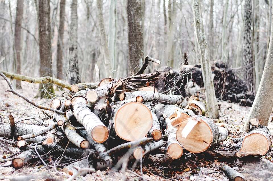 Ельчанам удалось остановить вырубку деревьев в парке 40-летия Октября