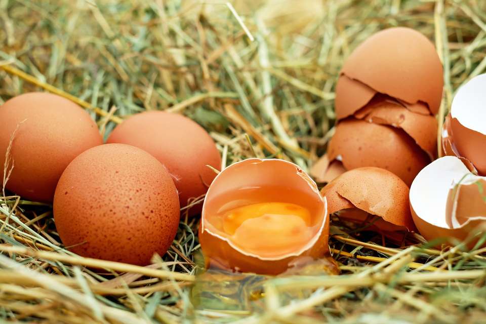 Липецкий производитель яиц попал под административку за 80 нарушений природоохранного законодательства