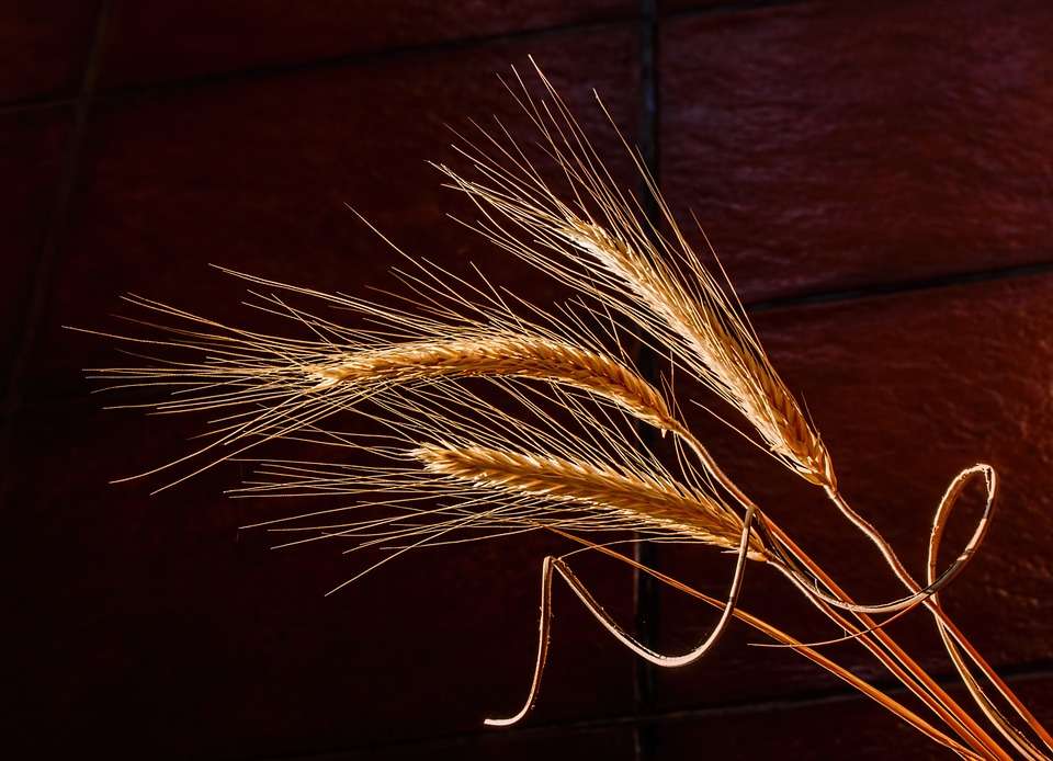 Липецкие фермеры ополчились против «Грязинского Агрокомплекса» за зараженную пшеницу