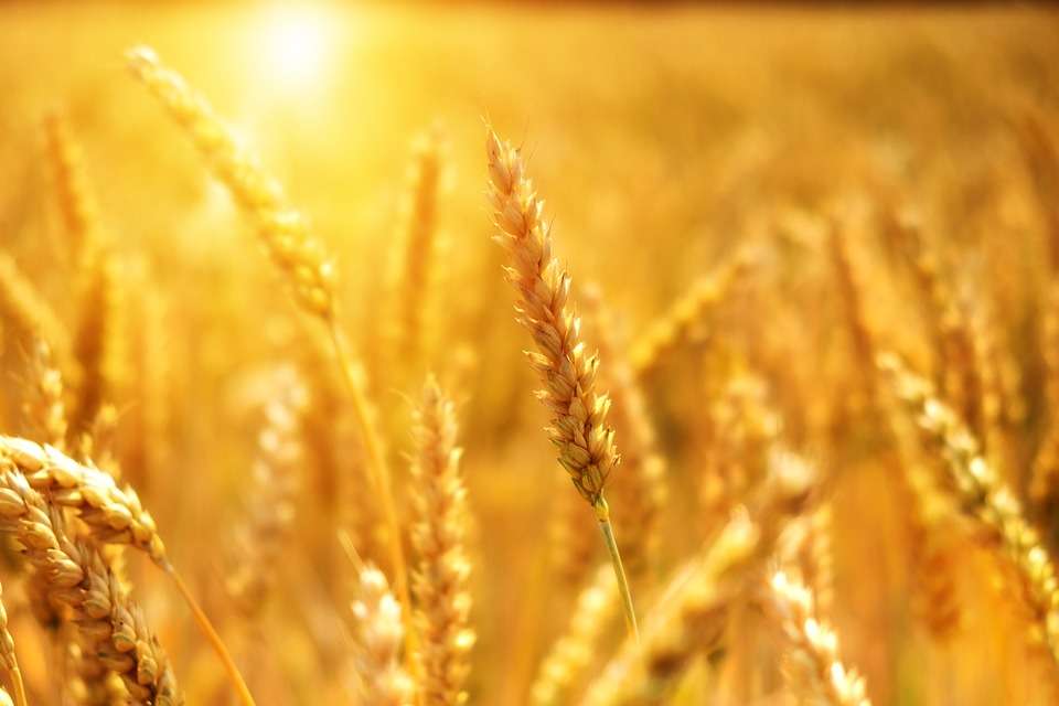 Липецкая агрофирма «Аврора» в 2018 году подзаработала на зерновых культурах 890 млн рублей