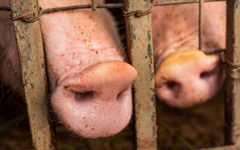 В Липецкой области увеличилось поголовье свиней на 14%