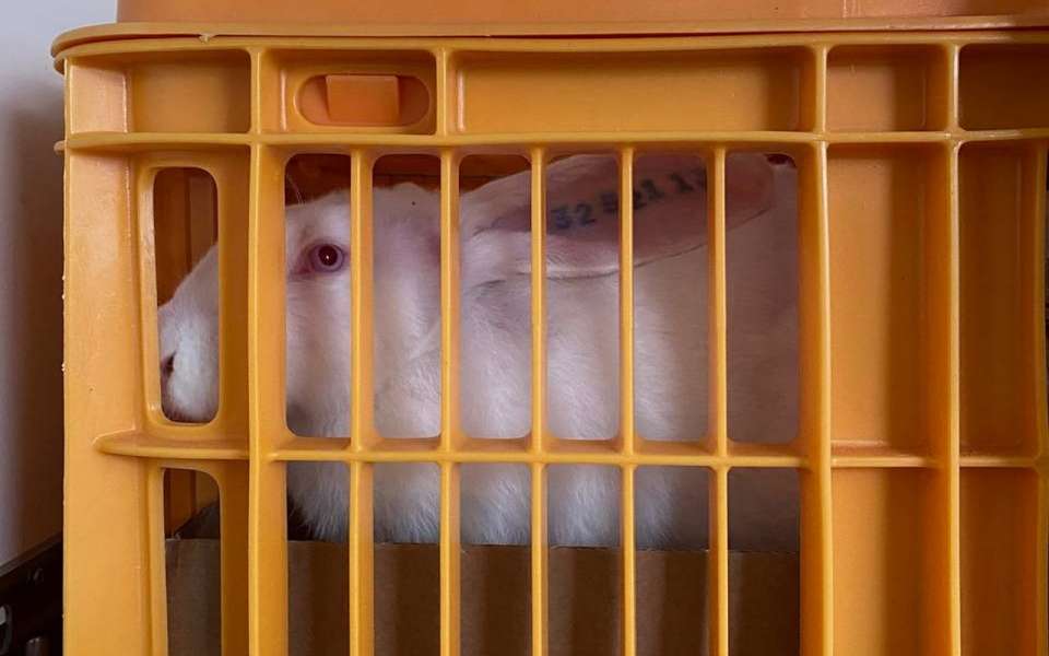 В Липецкую область завезено 900 кроликов из Франции