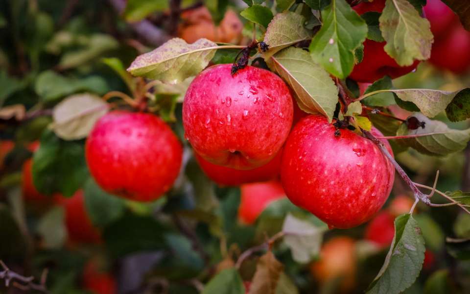 Липецкие садоводы собрали рекордный урожай яблок 