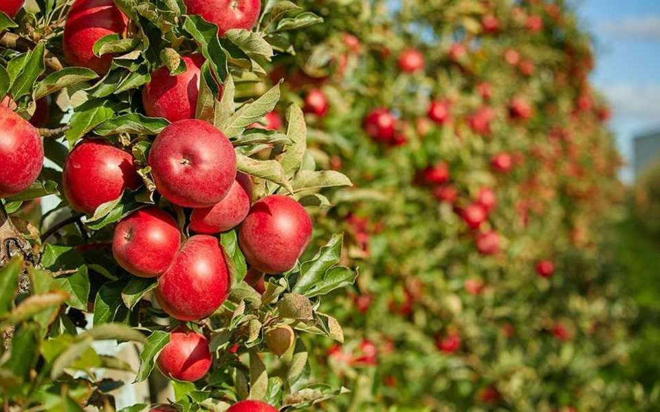 В Липецкой области собрали 1,8 тыс. тонн яблок нового урожая