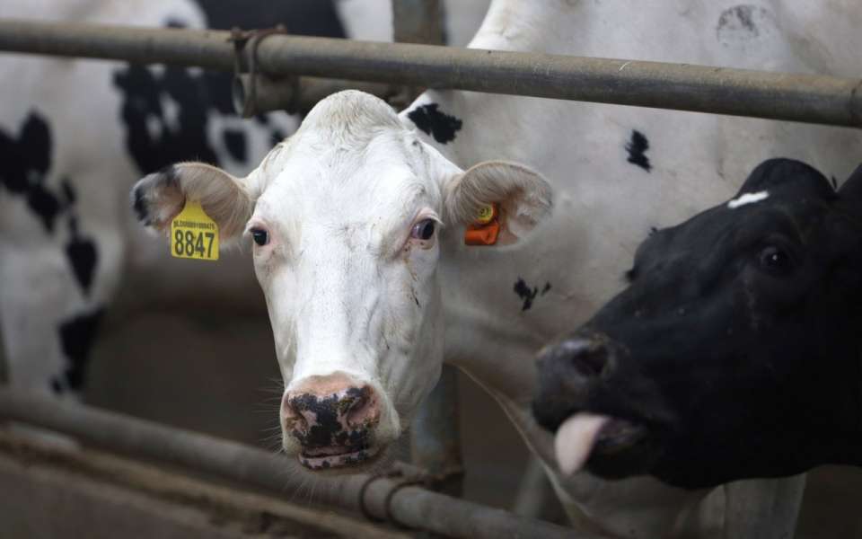 В липецких хозяйствах получено 316,6 тыс. тонн молока в 2023 году