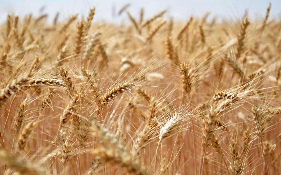 Экспорт пшеницы и кукурузы из Липецкой области увеличился в два раза
