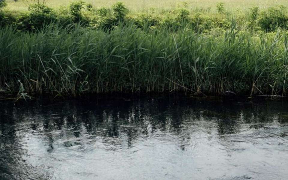 В Липецкой области расчистят пруд за 2,4 млн рублей