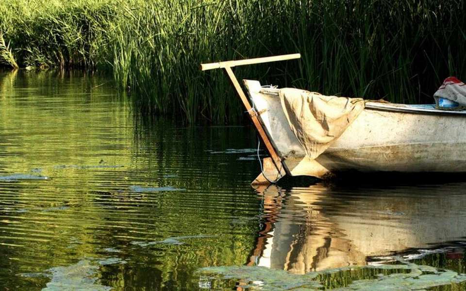 Рыбы в липецких водоемах стало больше