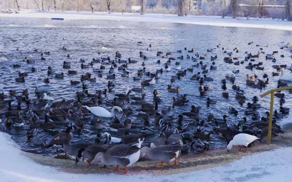 На Лебединое озеро в Липецке слетелись зимовать городские утки
