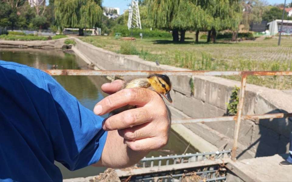 Выводок утят достали из шлюза у Комсомольского пруда липецкие спасатели