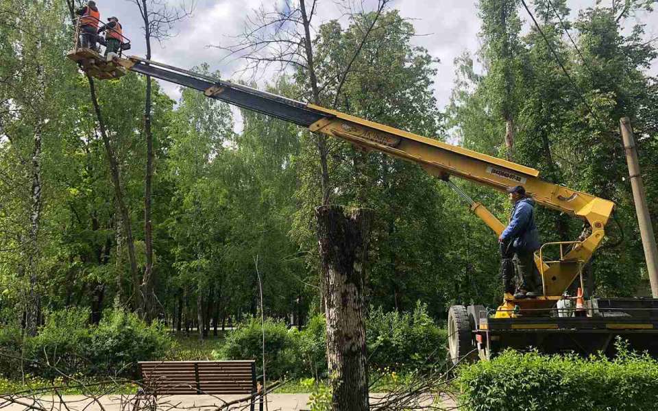 Продолжается опиловка сухих и аварийных деревьев в Липецке