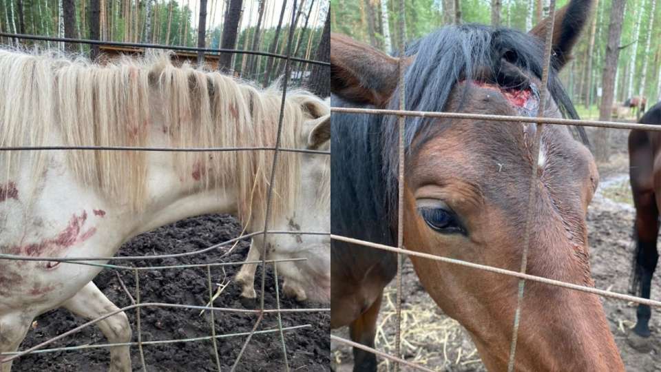 Липецкая турбаза оказалась в центре скандала из-за фото с лошадьми
