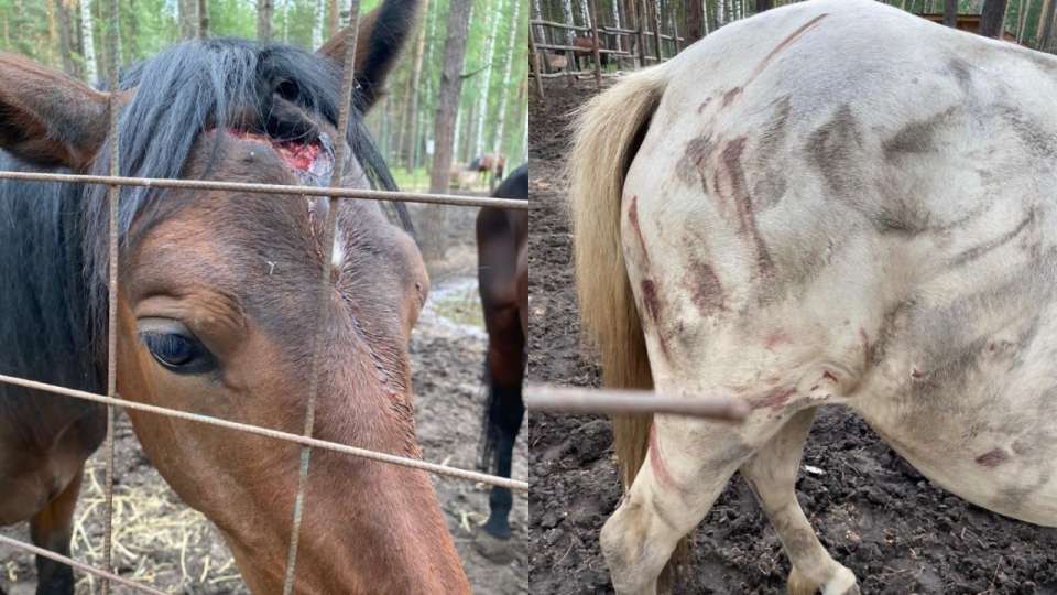 Владельцы липецкой турбазы обвинили агрессивного жеребца в нападении на лошадей