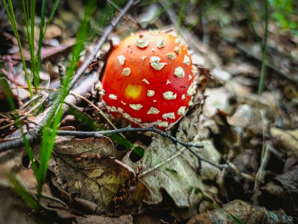 Массовое отравление грибами произошло в Липецке