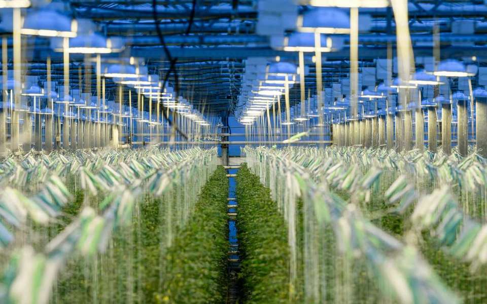 Липецкие «Овощи Черноземья» в 2025 году запустят энергоцентр за 12 млрд рублей