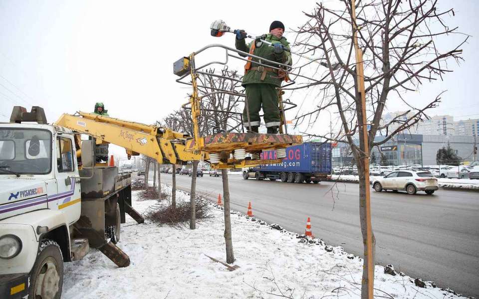 В Липецке в этом году снесено 126 дерева 