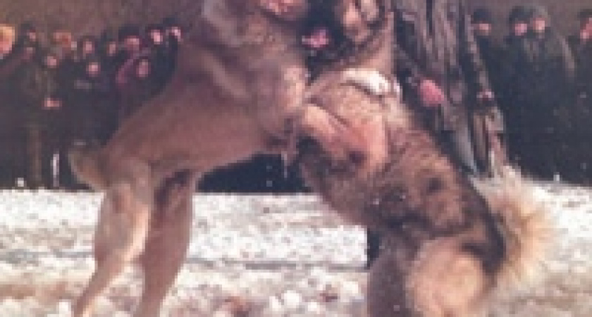 Собачьи бои в Липецке теперь запрещены