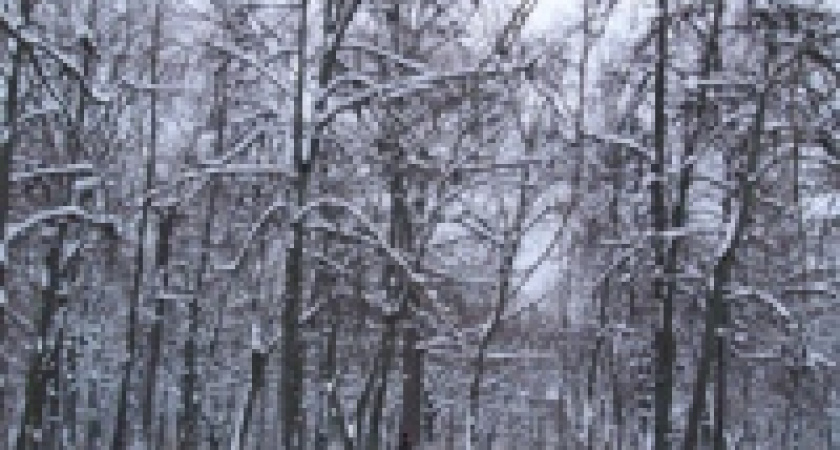 Корневая губка угрожает липецким лесам