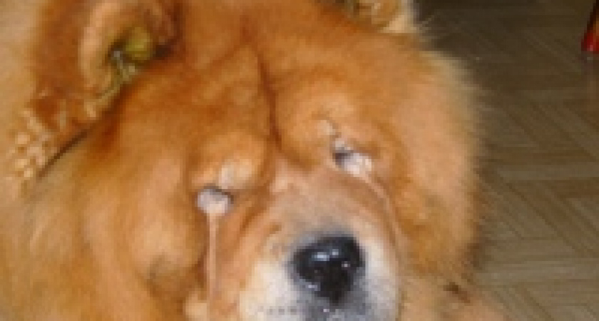 В Липецке снижается заболеваемость бешенством