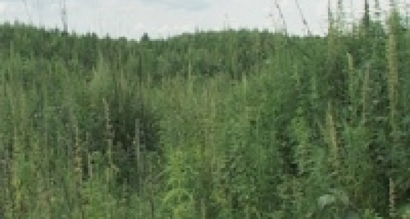 Госнаркоконтроль подвел итоги операции &laquo;Мак&raquo;