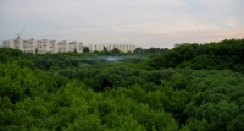 Каменный лог превратят в самый большой парк