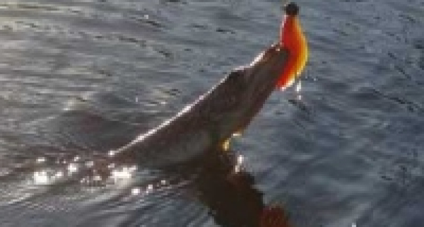 У щук начался нерест