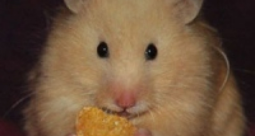 Беременные мыши наступают