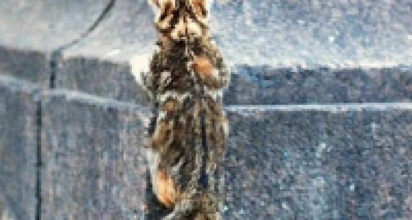 Котенок чуть не довел липчанку до гипертонического криза