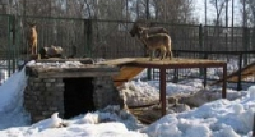 Жители зоопарка зимой не замерзнут 