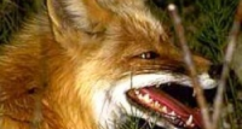 В Липецкой области создадут отряды для борьбы с бешеными животными