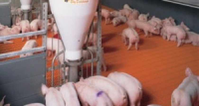 Мяса станет больше 