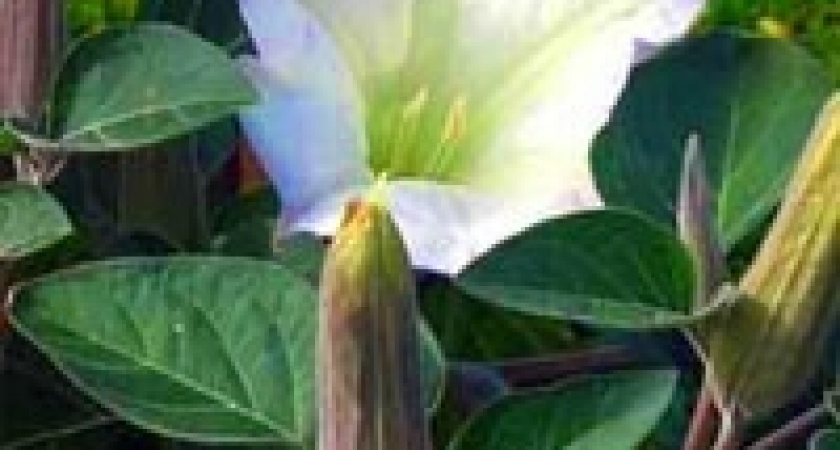 В Ельце третий год подряд подростки травятся дурманом