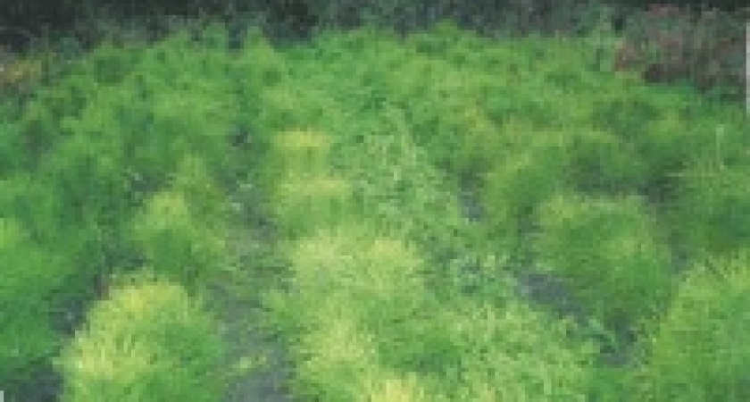 2 миллиона саженцев