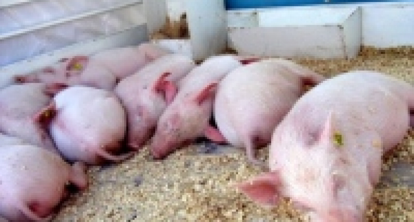 Не хватало только африканской чумы