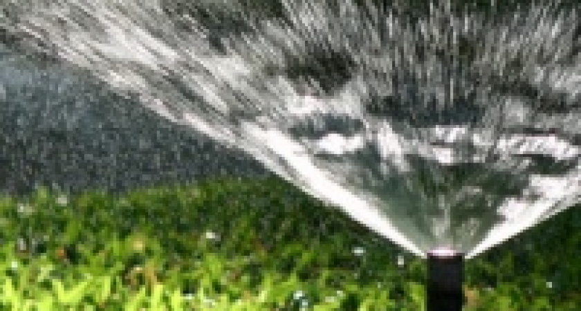 Липчане стали больше пить и поливать