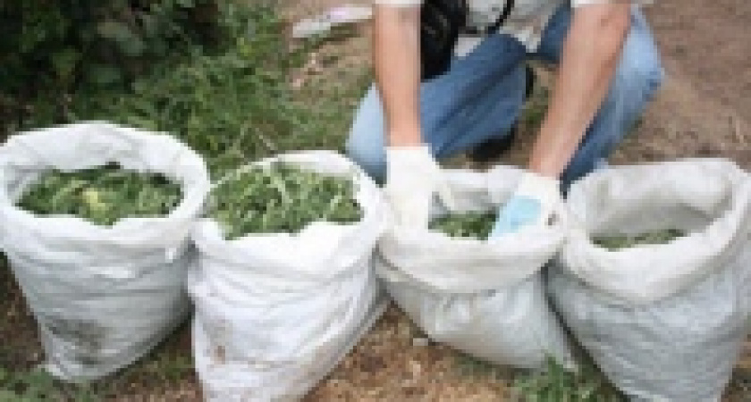 У двух жителей Воронежа изъяли 25 кг марихуаны 