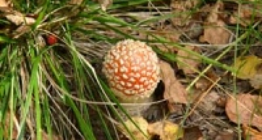 Отравились уже 18 человек 