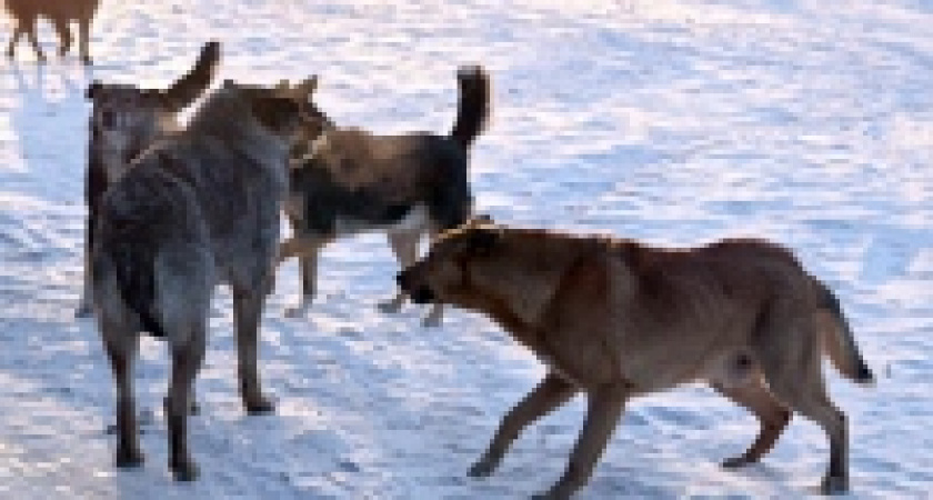 Животные стали чаще кусать людей